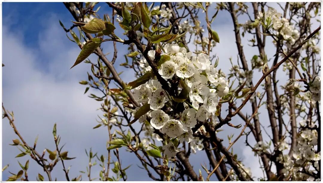 天路春回，川藏花开（三）—花浓雪梨乡